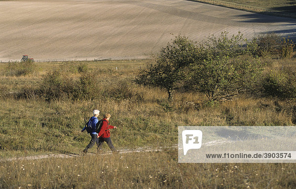 Walkers on path through farmland  Ashridge  Chiltern Hills  Buckinghamshire  England  United Kingdom  Europe