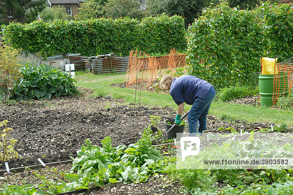 Gärtner gräbt in neu erworbenem Kleingarten mit einer Forke  Hertfordshire  England  Vereinigtes Königreich  Europa