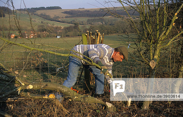 Hedge laying  man splitting growing sapling  Combe  Berkshire  England  United Kingdom  Europe