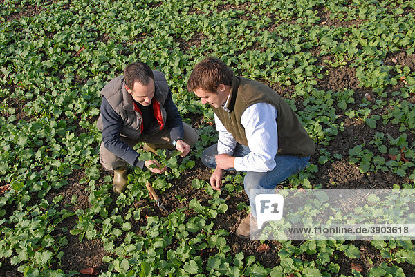 Bauer und Agrarwissenschaftler diskutieren  prüfen junge Rapspflanzen  Mentmore  Buckinghamshire  England  Vereinigtes Königreich  Europa