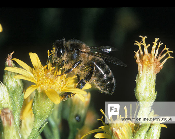 Honigbiene (Apis mellifera) auf gelber Blüte  Nahaufnahme