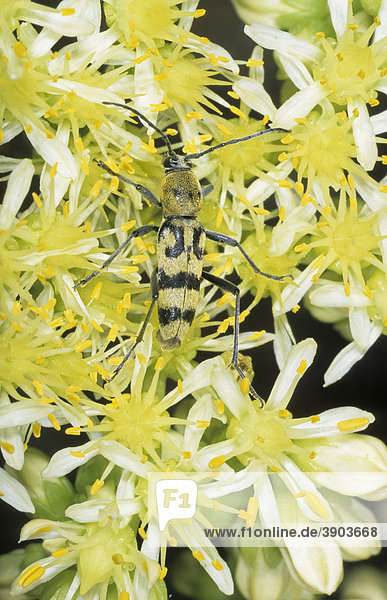 Variabler Widderbock oder Veränderlicher Widderbock (Chlorophorus varius) auf gelben Blüten