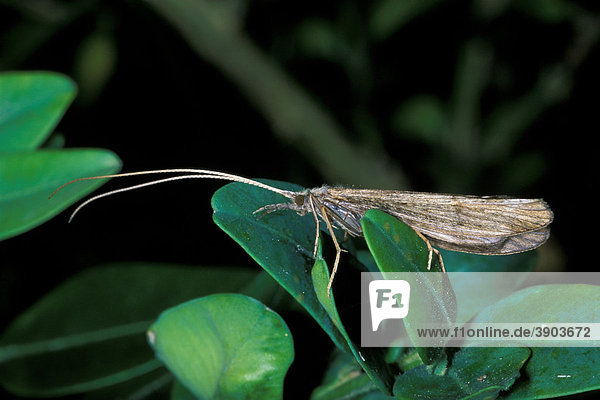Köcherfliege (Trichoptera) auf grünem Blatt
