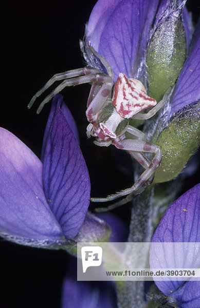 Krabbenspinne (Heriaeus hirtus) auf violetter lüte