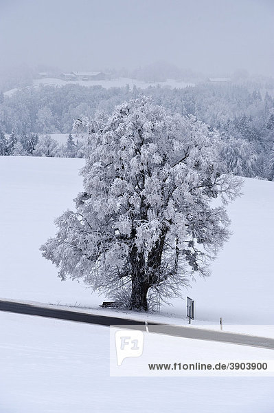 Winterlandschaft mit Rauhreif am Irschenberg  Bayern  Deutschland  Europa