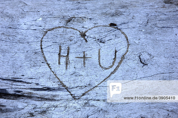 Herz mit Initialien eines Liebespaares  H+U  in einen Baumstamm geschnitzt  Deutschland  Europa