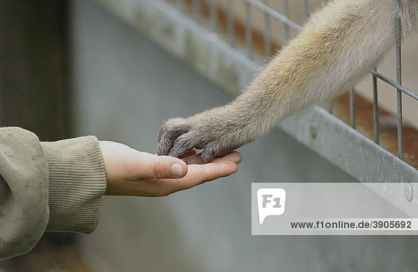 Affe und Mensch reichen sich die Hand durch Gitter