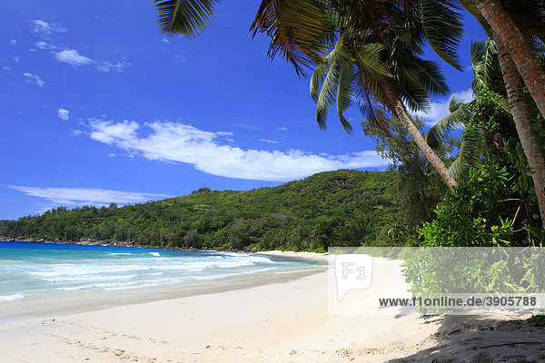 Coconut palm (Cocos nucifera) on Anse Takamaka beach  Mahe island  Seychelles  Africa  Indian Ocean