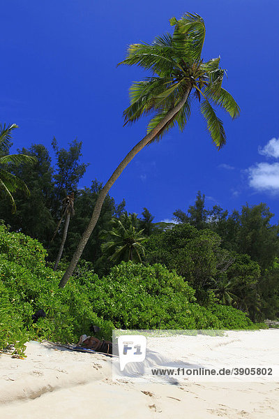 Frau liegt im Schatten einer Kokospalme (Cocos nucifera) am Strand Anse Intendance  Insel Mahe  Seychellen  Afrika  Indischer Ozean