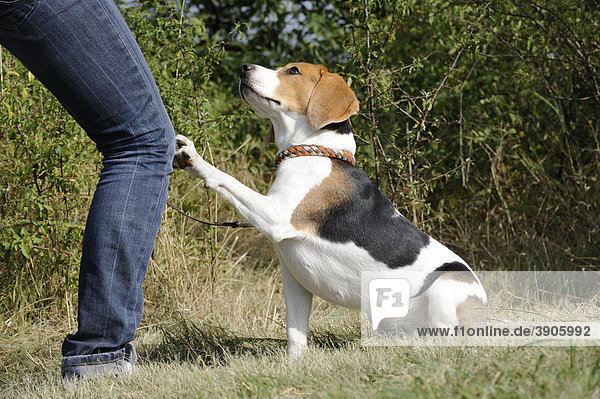 Beagle-Hündin gibt Pfote