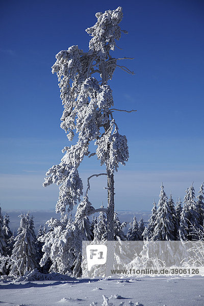 Verschneite und vereiste Bäume  Winter  Schwarzwald  Baden-Württemberg  Deutschland  Europa