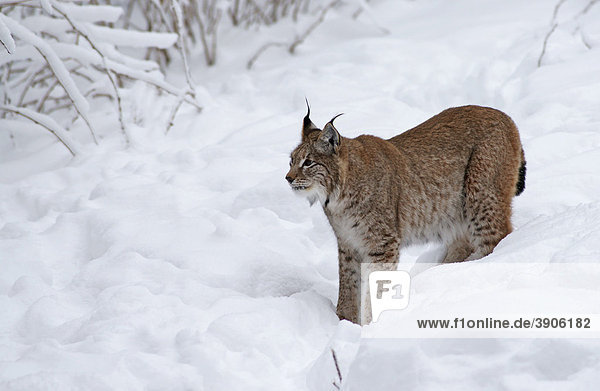 Luchs (Lynx lynx)  in Gefangenschaft