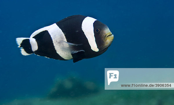 Sattelfleck-Anemonenfisch (Amphiprion polymnus)  Indonesien