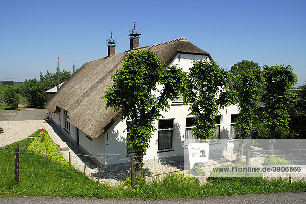 Bauernhof im Poldergebiet zwischen Gouda  Oudewater und Reeuwijk  Südholland  Zuid-Holland  die Niederlande  Europa