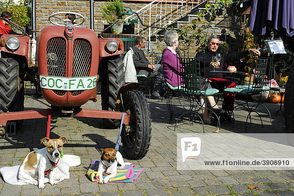 Zwei Hunde vor einem Trecker Bautz Traktor neben einer Bar Cafe Terrasse in Ediger-Eller an der Mosel Cochem-Zell Rheinland-Pfalz Deutschland Europa
