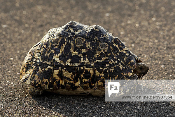 Pantherschildkröte (Geochelone pardalis) auf der Straße  Kruger National Park  Südafrika