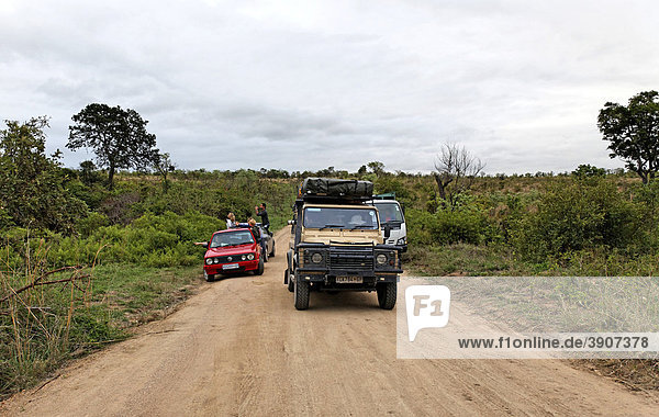People in cars trying to spot African wildlife  Kruger National Park  Northern Province  South Africa