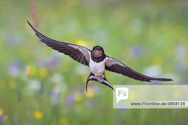 Barn swallow (Hirundo rustica) in flight with prey  Thuringia  Germany  Europe