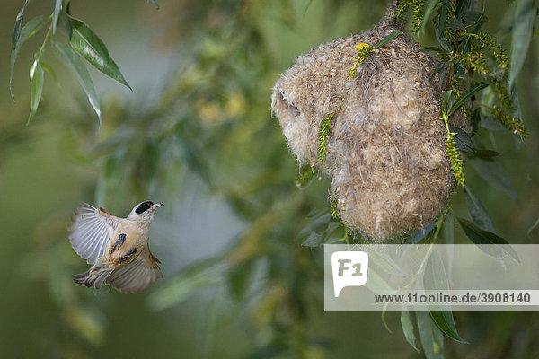 Beutelmeise im Anflug an das Nest (Remiz pendulinus)  Südmähren  Tschechien  Europa