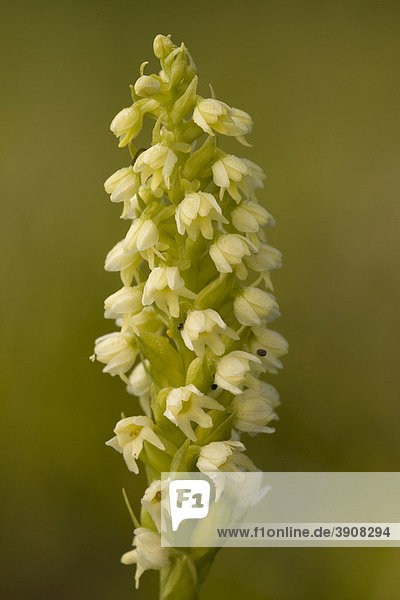 Weiße Höswurz (Pseudorchis albida ssp. straminea)  Orchidee  Island  Europa