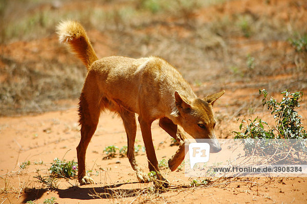Wild Dingo (Canis lupus dingo) in the Australian Outback  Northern Territory  Australia