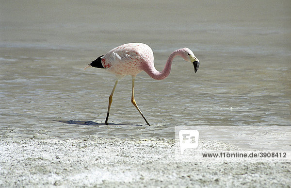 Flamingo (Phoenicopteridae) in der Laguna Edionda  Reserva Nacional de Fauna Andina Eduardo Avaroa  Bolivien  Südamerika