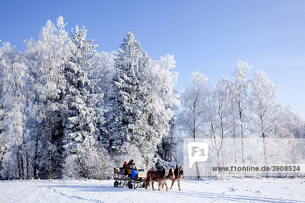 Horse-drawn sleigh ride in the wintery landscape in the Bavarian Forest near St. Englmar  Bavaria  Germany  Europe