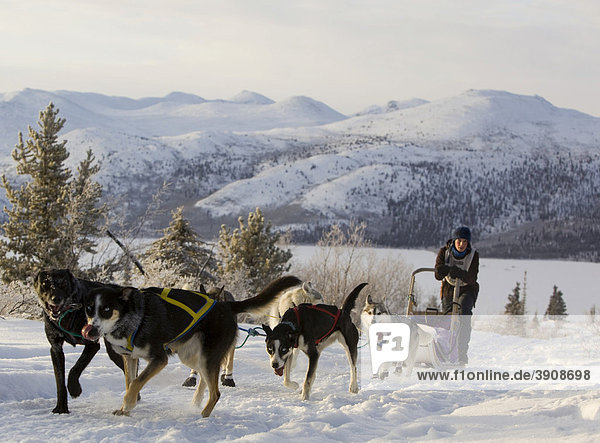 Sled dogs  Alaskan Huskies  dog team  musher  dog sled race near Whitehorse  Fish Lake behind  Yukon Territory  Canada