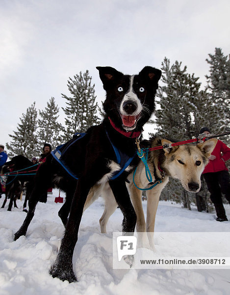 Aufgeregte Schlittenhunde an der Startlinie  Leithunde  Alaskan Huskies  Carbon Hill Schlittenhunderennen  Mt. Lorne bei Whitehorse  Yukon Territory  Kanada