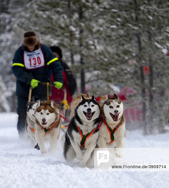 Running sled dogs  dog team  Siberian Huskies  Carbon Hill dog sled race  Mt. Lorne  near Whitehorse  Yukon Territory  Canada