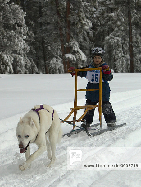 Young boy mushing a dog sled  Alaskan Husky  Carbon Hill dog sled race  Mt. Lorne  near Whitehorse  Yukon Territory  Canada