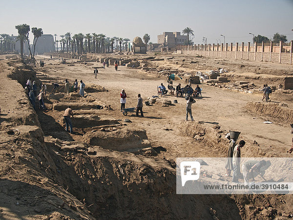 Excavation field at the Temple of Luxor  Egypt  Africa