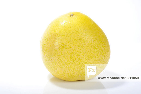 Pomelo  eine Kreuzung zwischen Grapefruit (Citrus paradisi) und Pampelmuse (Citrus maxima)