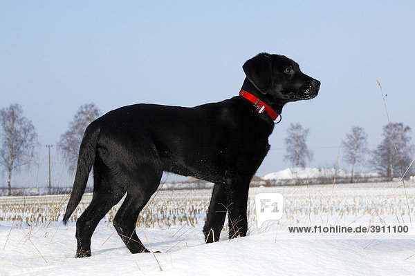 Schwarzer Labrador Retriever Welpe  Junghund  Rüde im Schnee  Winter