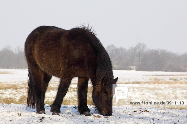 Pferd Der Pferderasse Islandpony Island Pony Islandpferd Islander Equus Przewalskii F Caballus Im Winter Im Schnee Pferd Der Pferderasse Islandpony Island Pony Islandpferd Islander Equus Przewalskii F Caballus Im Winter Im Schnee