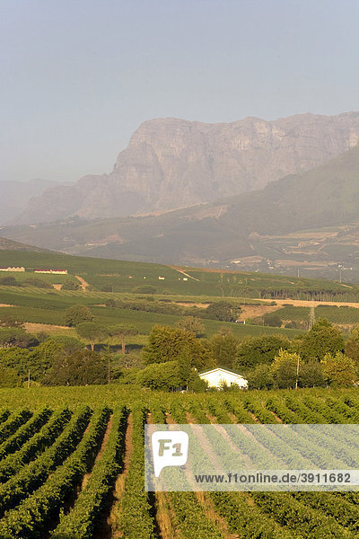 Weinberge  Weinlandschaft  Weinreben  Stellenbosch  Franschhoek-Tal  Kapweinland  bei Kapstadt  Westkap  Südafrika  Afrika