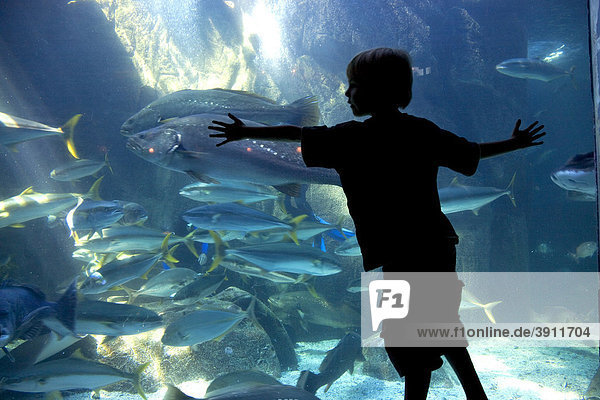 Two Oceans Aquarium  visitors  fish  Victoria & Alfred Waterfront  Cape Town  Western Cape  South Africa  Africa