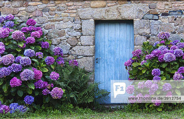 Blaue Tür in einem typischen Granitsteinhaus mit den auch typischen Hortensienbüschen in der Bretagne  Frankreich  Europa
