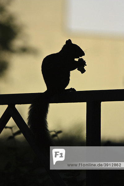 Silhouette eines Eichhörnchens mit buschigem Schwanz das Fressen in den Pfoten hält