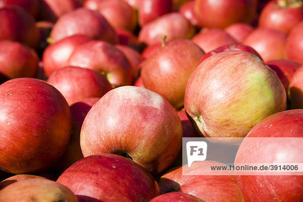 Apple harvest in Brandenburg  Germany  Europe