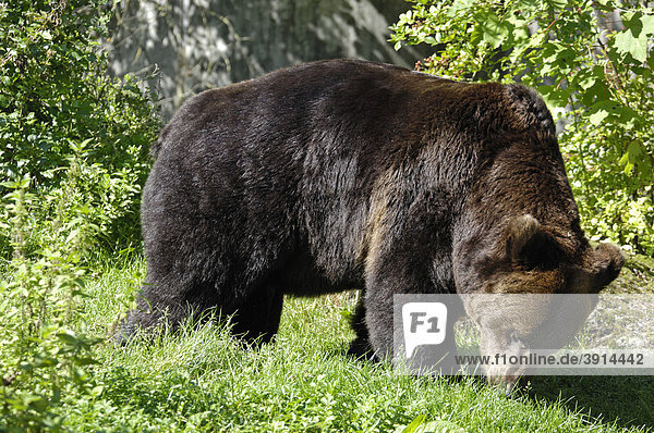 European Brown Bear (Ursus arctos)  Hellabrunn Zoo  Munich  Germany