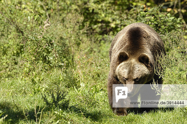 Europäischer Braunbär (Ursus arctos)  Tierpark Hellabrunn  München  Deutschland