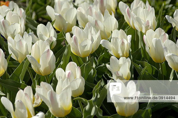 White Tulips (Tulipa fosteriana) in a flower bed