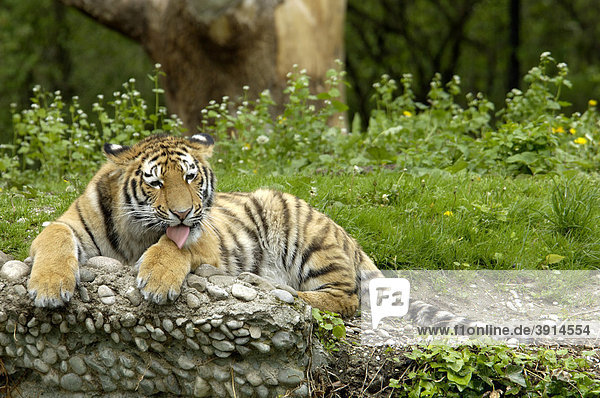 Sibirischer Tiger (Panthera tigris)  Tierpark Hellabrunn  München  Oberbayern  Bayern  Deutschland