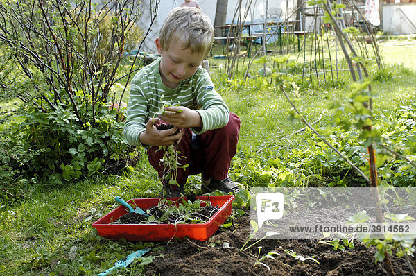 Kleiner Junge  7 Jahre  pflanzt im Garten kleine Pflänzchen in ein Beet