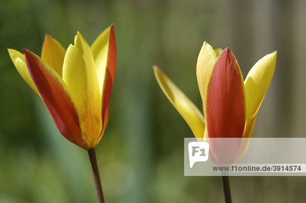 Zwei rot gelbe Tulpen (Tulipa)