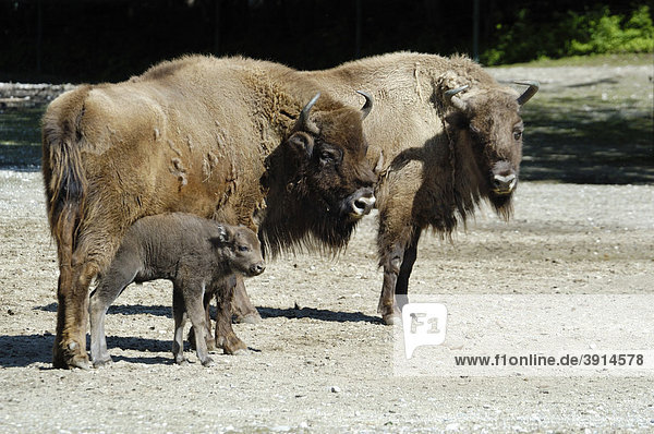 Two Wisent or European Bison (Bison bonasus) with a young calf