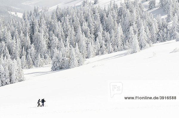 Winter forest with snow-shoe hikers
