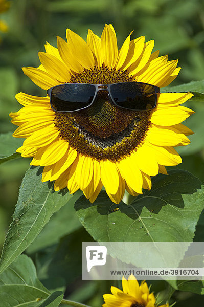 Sonnenblume (Helianthus anuus) mit Sonnenbrille lachend