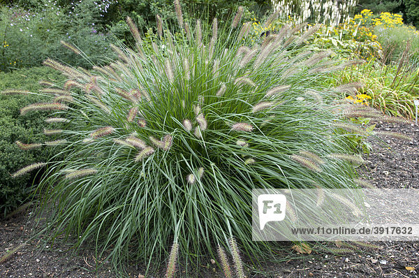 Chinese Pennisetum Dwarf Fountain Grass Pennisetum Alopecuroides Poaceae